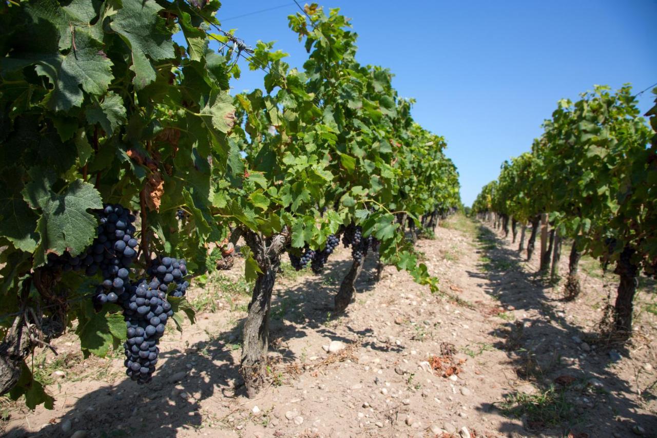 Wine Hôte Chambre d'hôtes Le Pian-Médoc Exterior foto